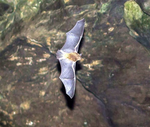 Gray bat (Myotis grisescens)